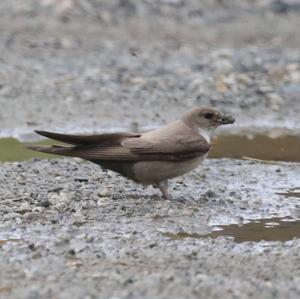 Eurasian Crag-martin