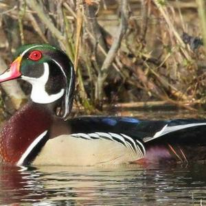 Wood Duck