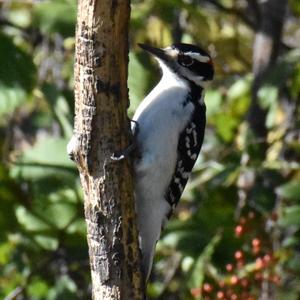 Hairy Woodpecker