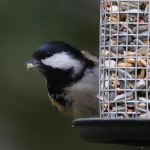 Coal Tit