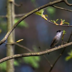 Blackcap