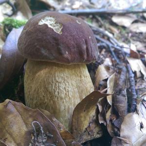 Summer Bolete