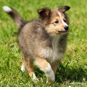 Rough Collie