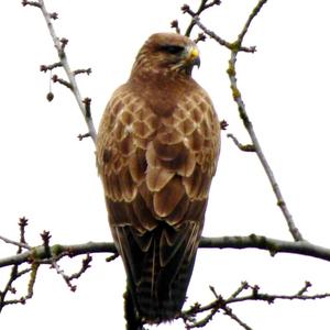 Mäusebussard