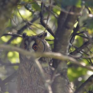 Long-eared Owl