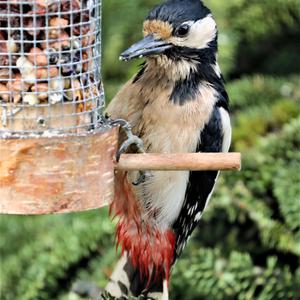 Great Spotted Woodpecker