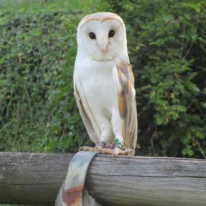 Barn Owl