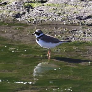 Little Ringed Plover