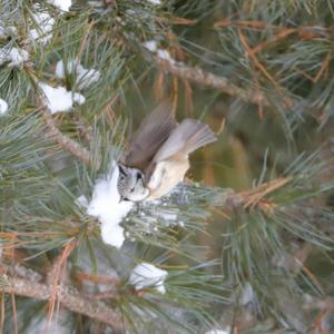 Crested Tit