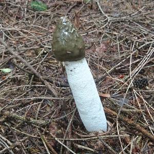 Stinkhorn, Common