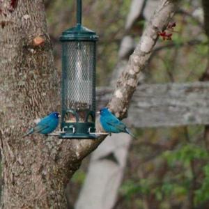 Indigo Bunting