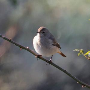 Common Redstart