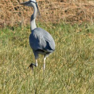 Grey Heron