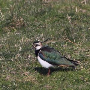 Northern Lapwing