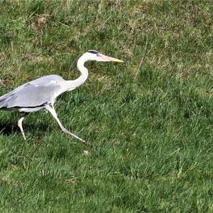 Grey Heron