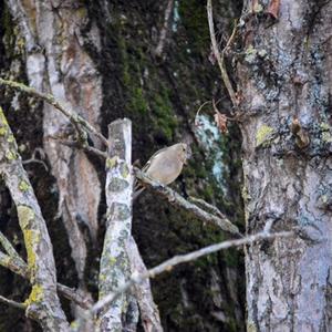 Eurasian Chaffinch