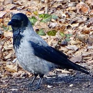 Hooded Crow