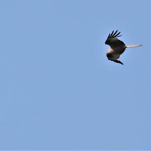 Red Kite