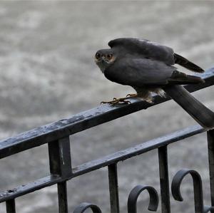 Eurasian Sparrowhawk