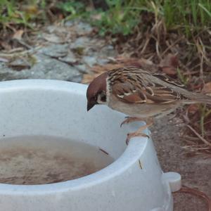 Eurasian Tree Sparrow