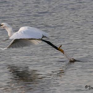 Little Egret