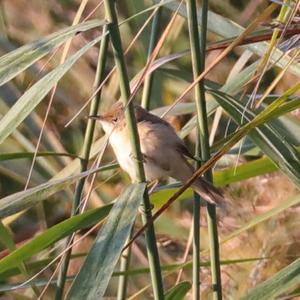 Eurasian Reed-warbler