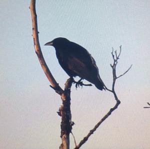 American Crow