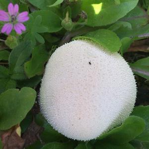 Meadow Puffball