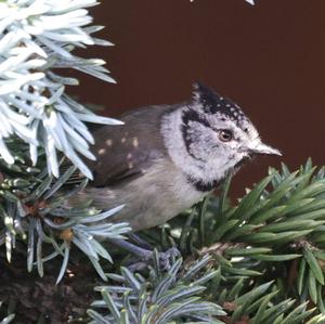 Crested Tit