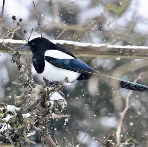 Black-billed Magpie