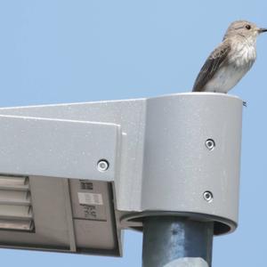 Spotted Flycatcher