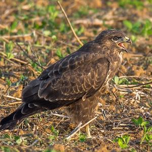 Mäusebussard