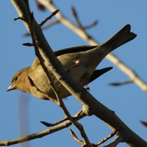 Eurasian Chaffinch