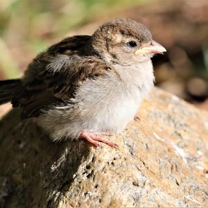 House Sparrow