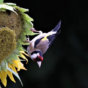 European Goldfinch