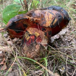 Dotted-stem Bolete