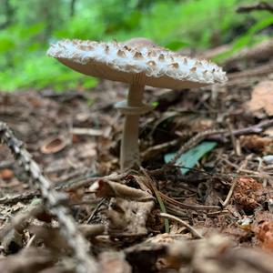 Malodorous Lepiota