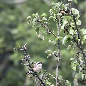 Red-backed Shrike