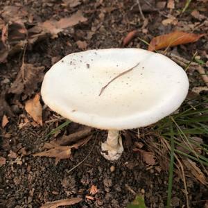 Destroying Angel