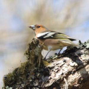 Eurasian Chaffinch