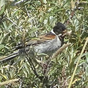 Reed Bunting