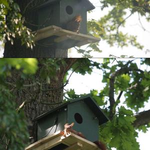 Eurasian Red Squirrel