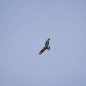 Rough-legged Hawk