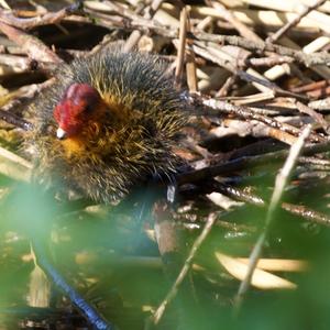 Common Coot