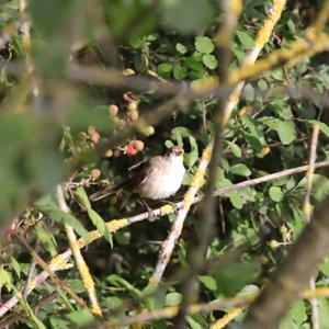 Eurasian Reed-warbler