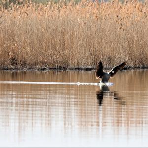 Canada Goose