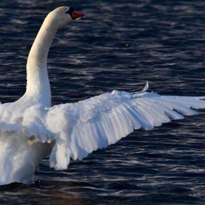 Mute Swan