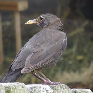 Eurasian Blackbird