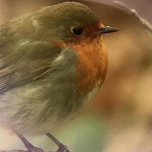 European Robin