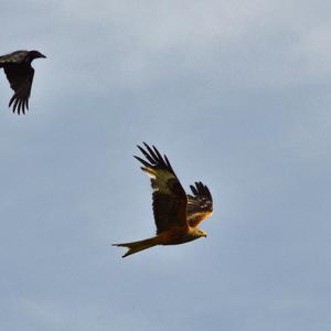 Red Kite